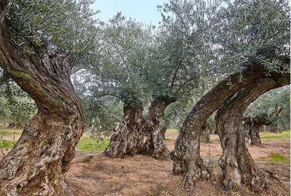 3tree olivetree 1